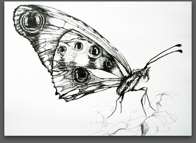 Study for Insect Series